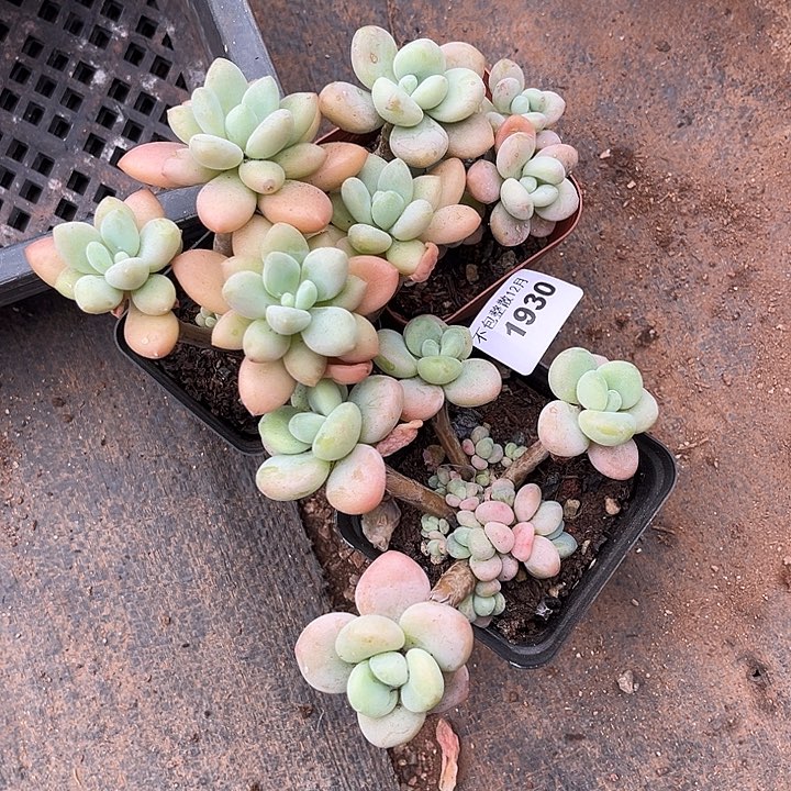 阿雅园艺。      1930洛神三颗