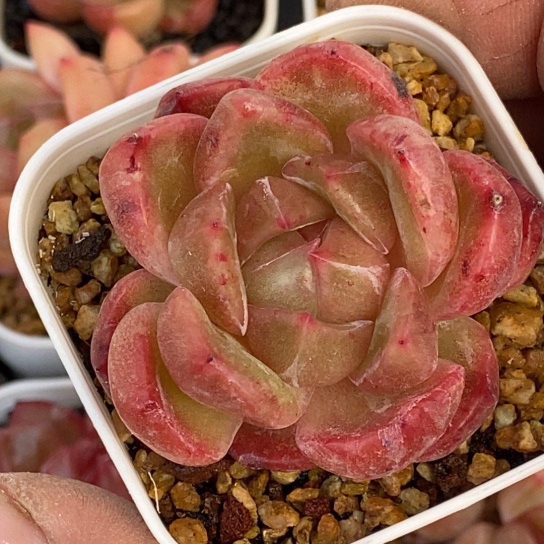 天官赐福百无禁忌