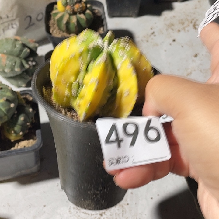 榕***树仙人球496号核桃锦