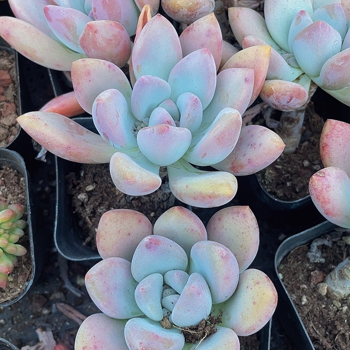 大奥普2.8带盆土发