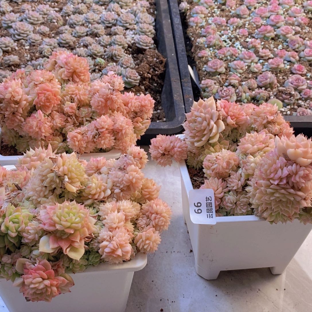 量拍。一盆 066。带盆土