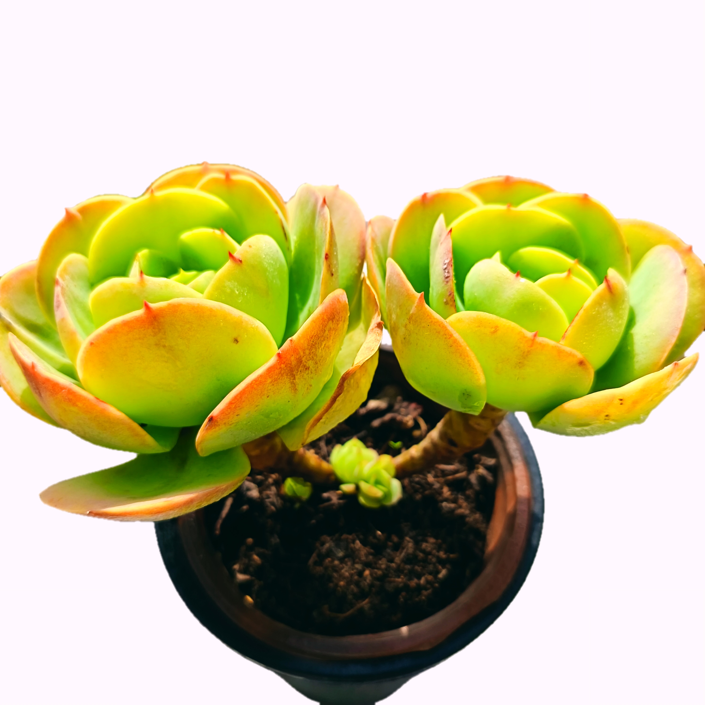 老桩碧桃(拼满15元包邮)室内盆栽 净化绿植盆栽大棚多肉