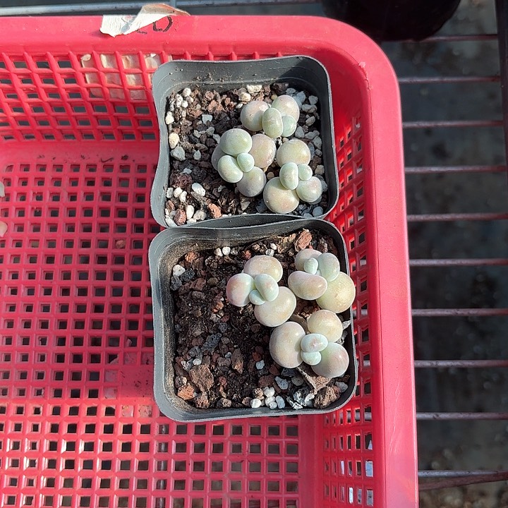 T**Tfmdmdndnndjdj136