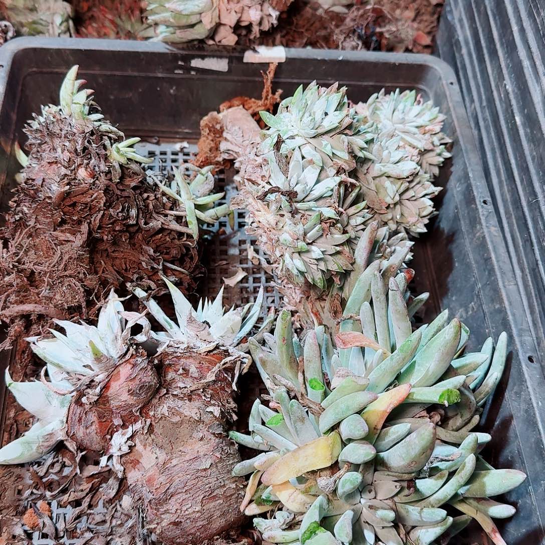 8553瑕疵框拍不售后