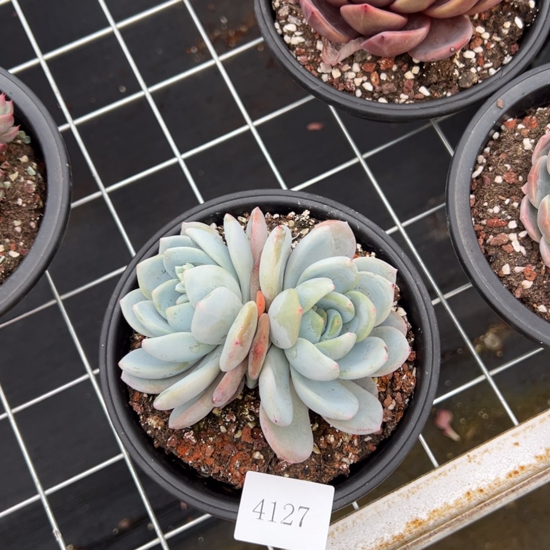 惠**心4127肉肉肉肉肉肉肉