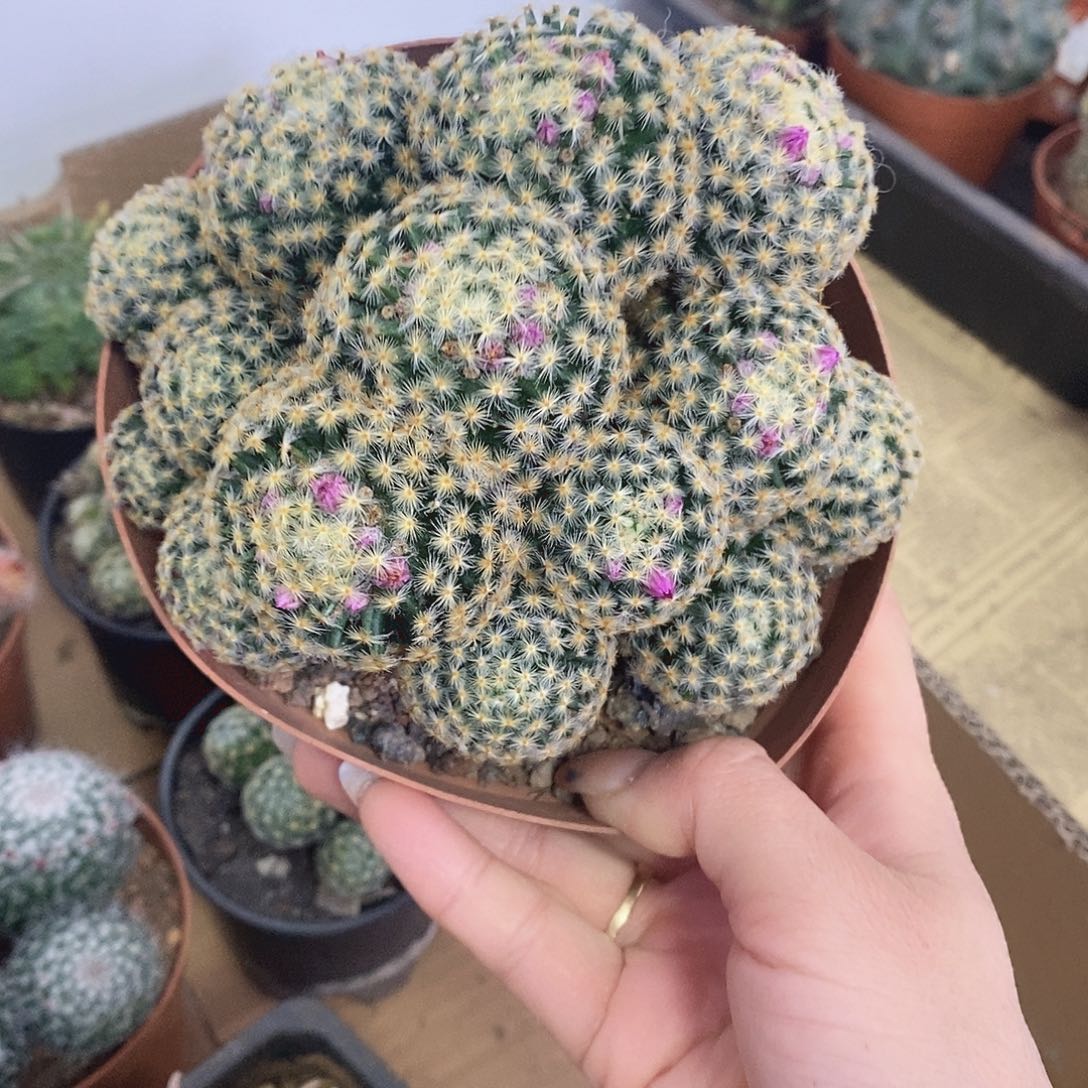 素***东一物一拍一棵仙人球