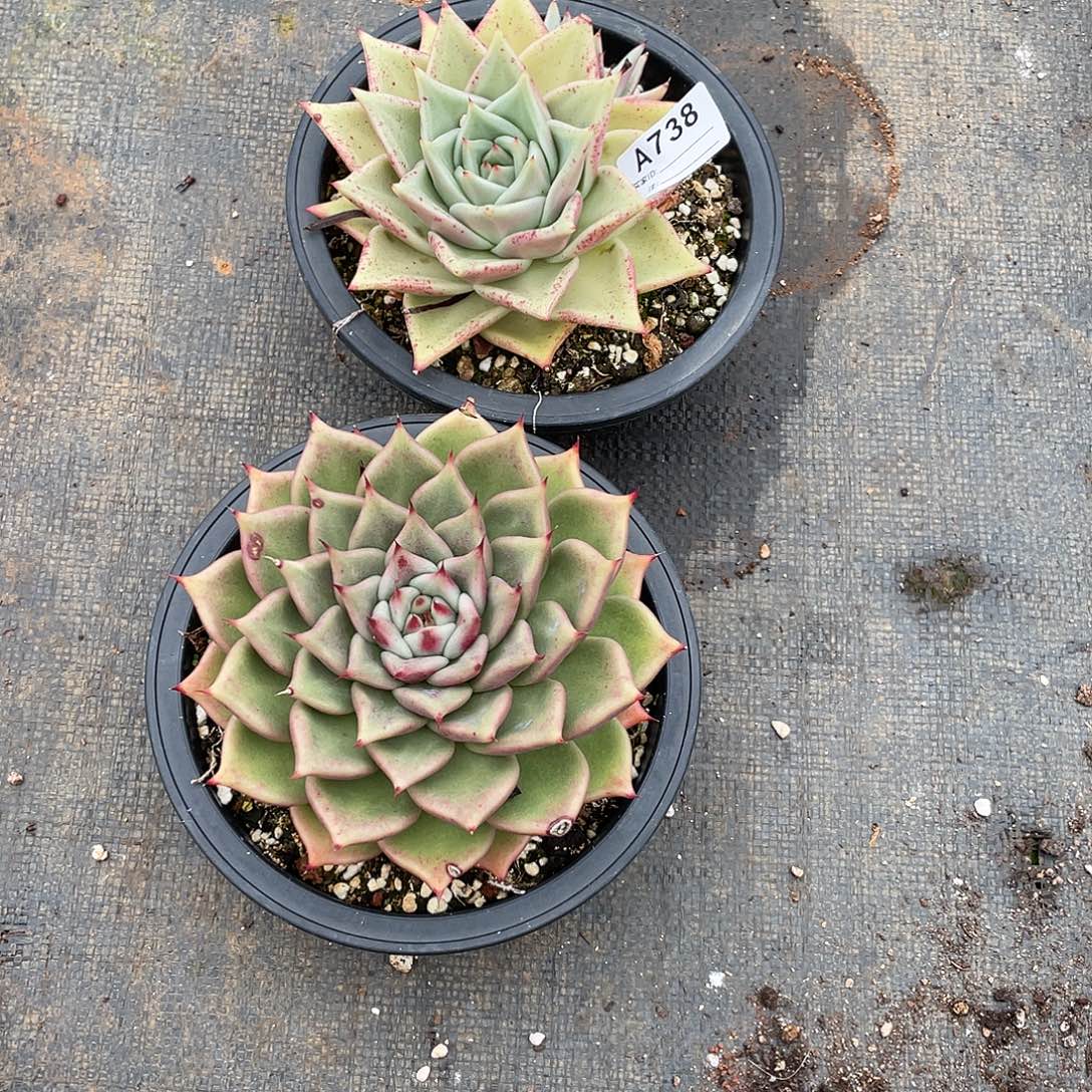 若如东云组拍A738