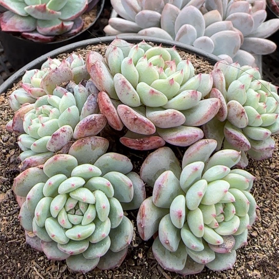 白胖子一物一拍包装收缩花