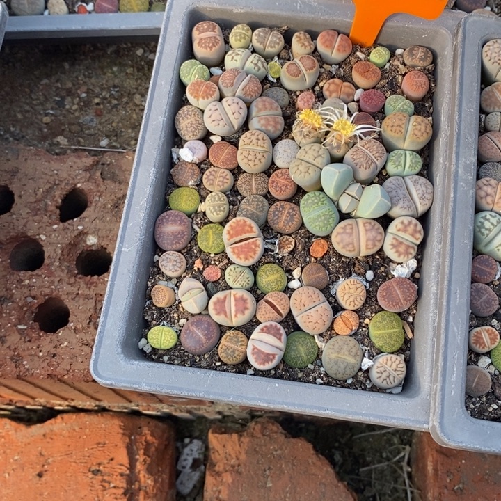 叫***儿生石花等植物和植物为077