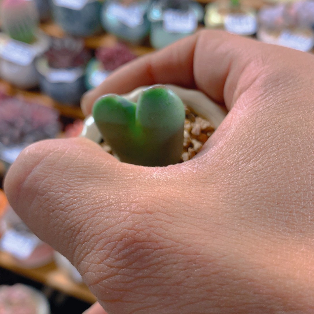 精控多肉植物少将单头量拍