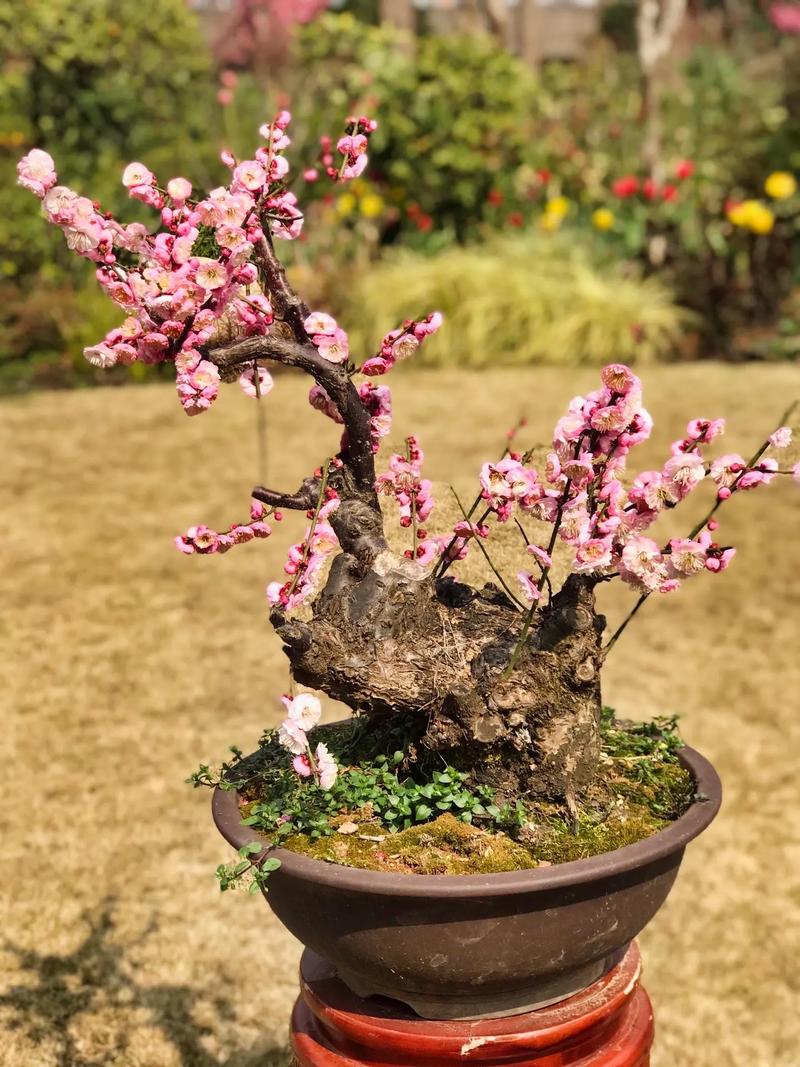鲜花速递/花卉仿真/绿植园艺 > 花卉/绿植盆栽 > 高端盆景/盆栽