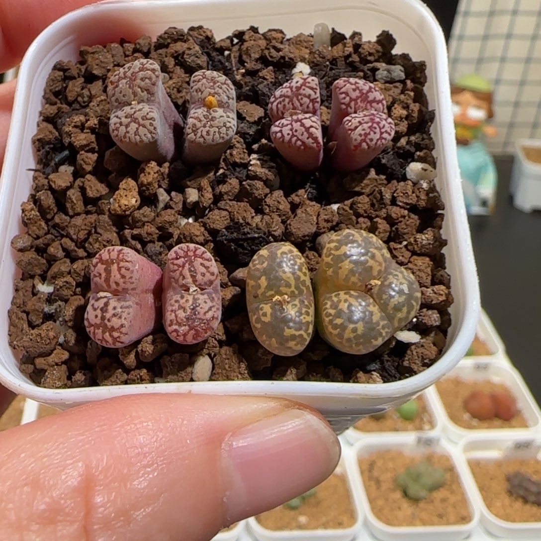 肉锥多肉植物组合-勋章组合一盆1168