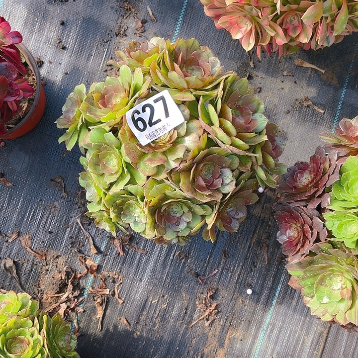 【闪购商品】钱**锦627万圣节2-14