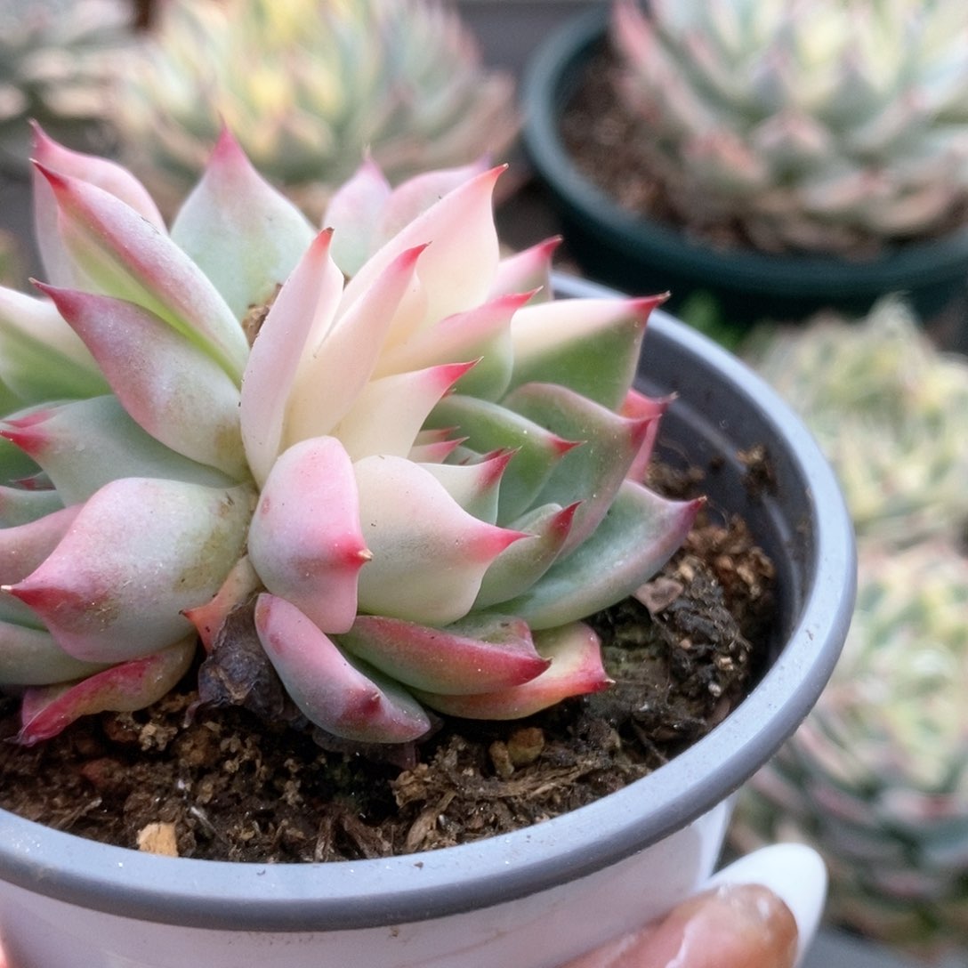 D138三头双头带锦锦锦