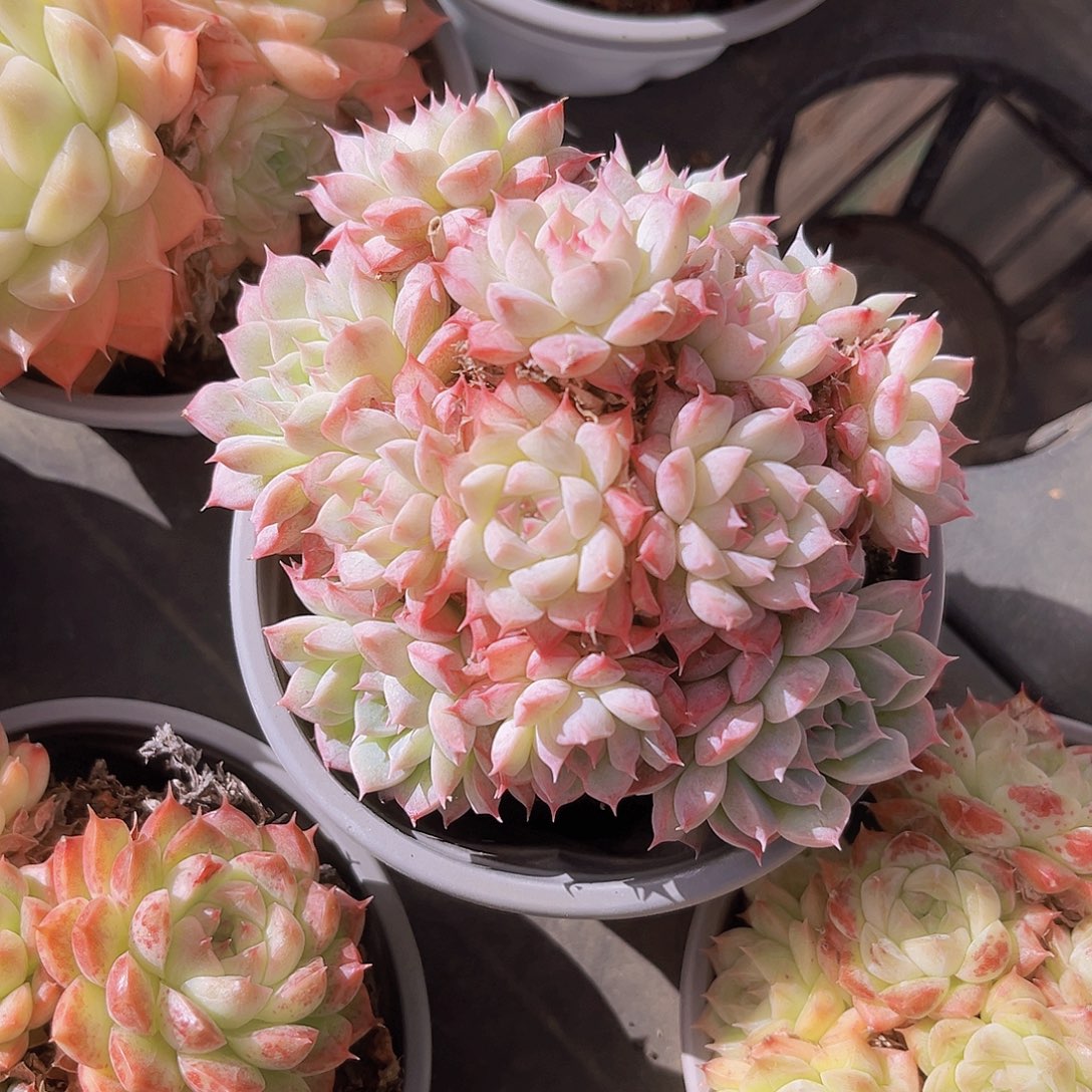 美尼9.5公分oooooooooo