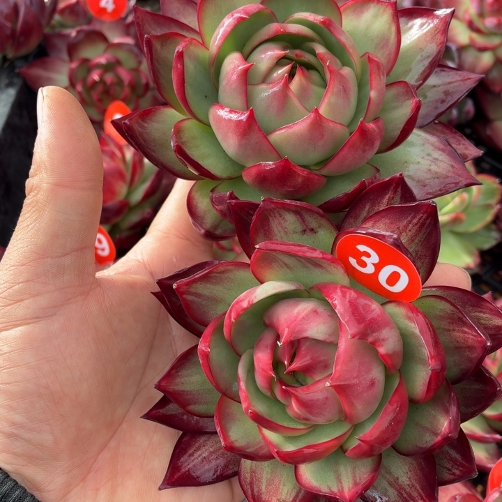 你****多肉植物惊鸿仙子