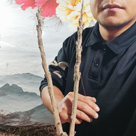 完全开放岛锦........