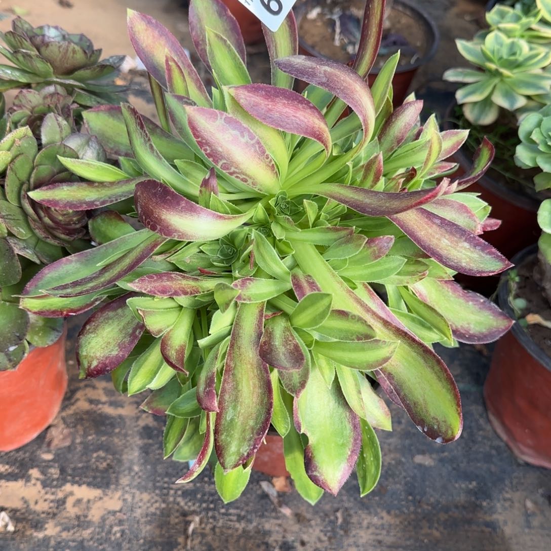 韶华多肉637满28包邮断枝不包