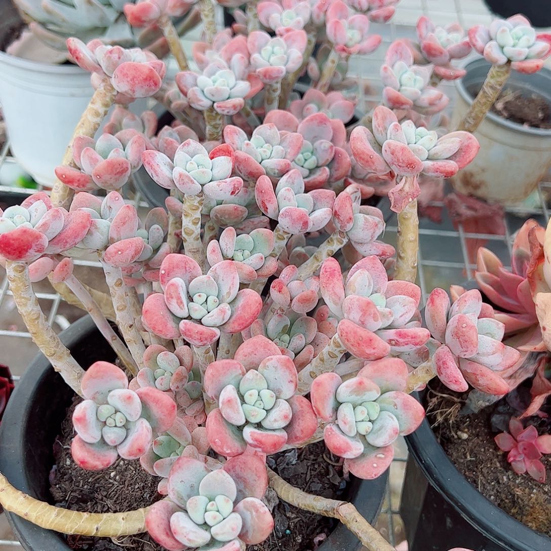 樱花红洛神多头群生精品