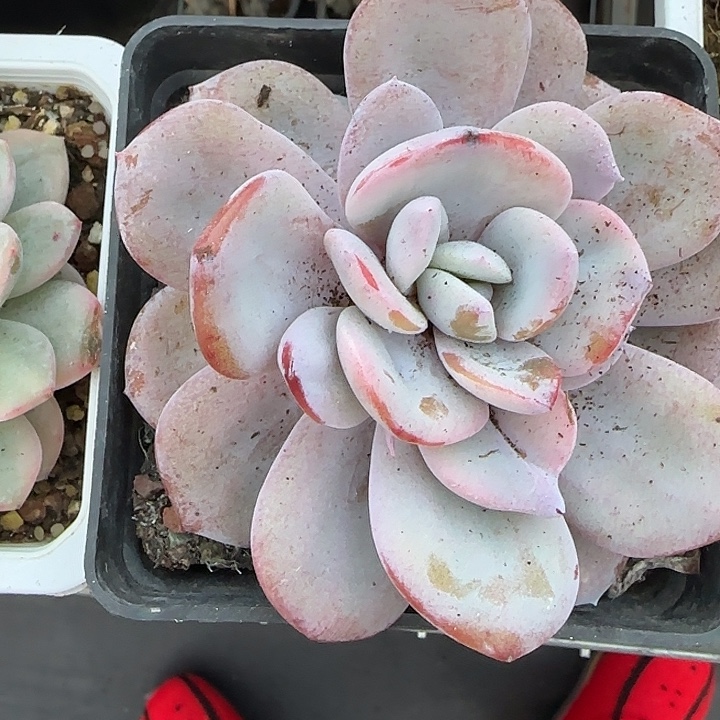青蛙王子儿童牙膏11