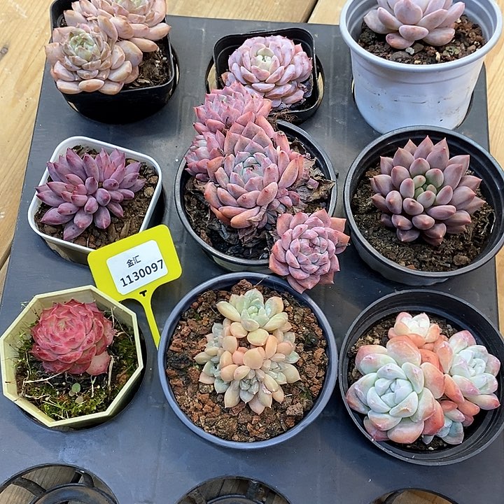 拖*姬一筐九棵。1130097