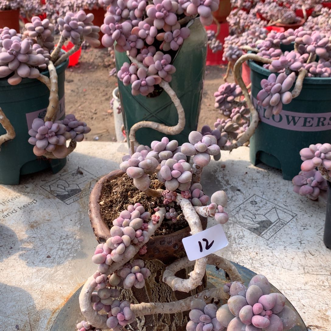 桃蛋老桩12号不带盆一处瑕疵