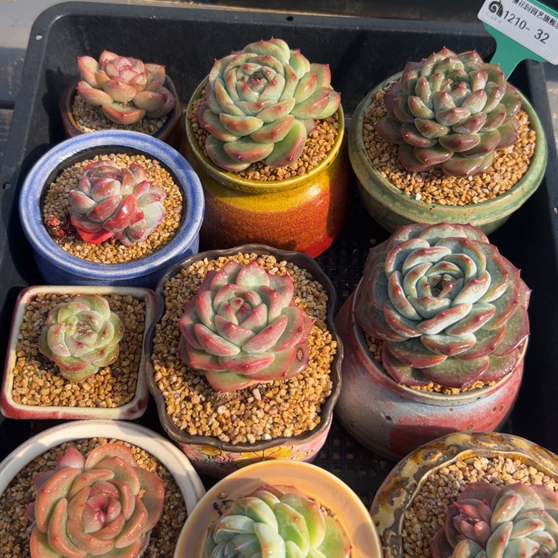 从前慢花园多肉编号1210-32