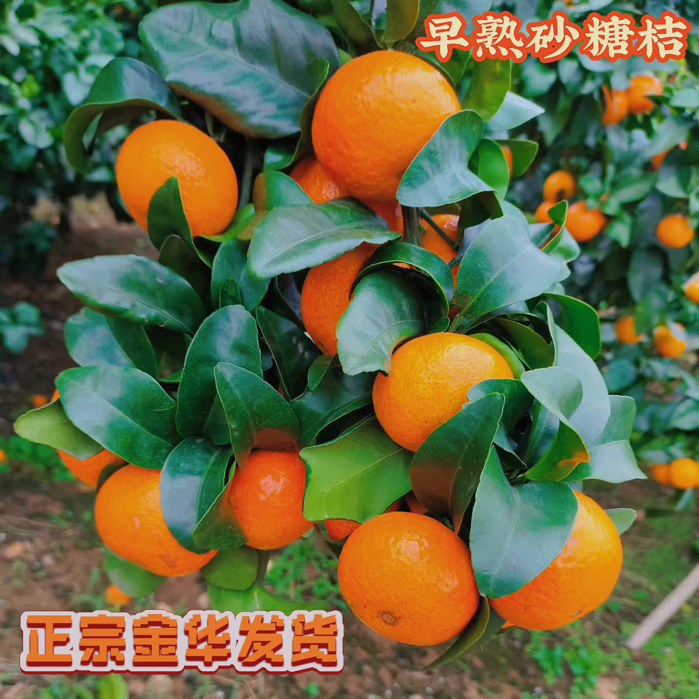 早熟砂糖橘柑橘早熟薄皮无核栽种成活嫁接苗果树浙江发货