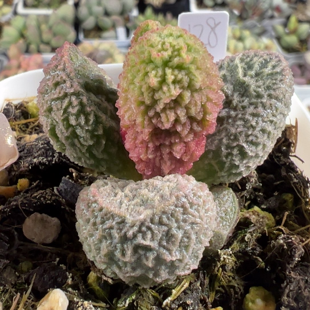 火焰倒刺纹实生新品