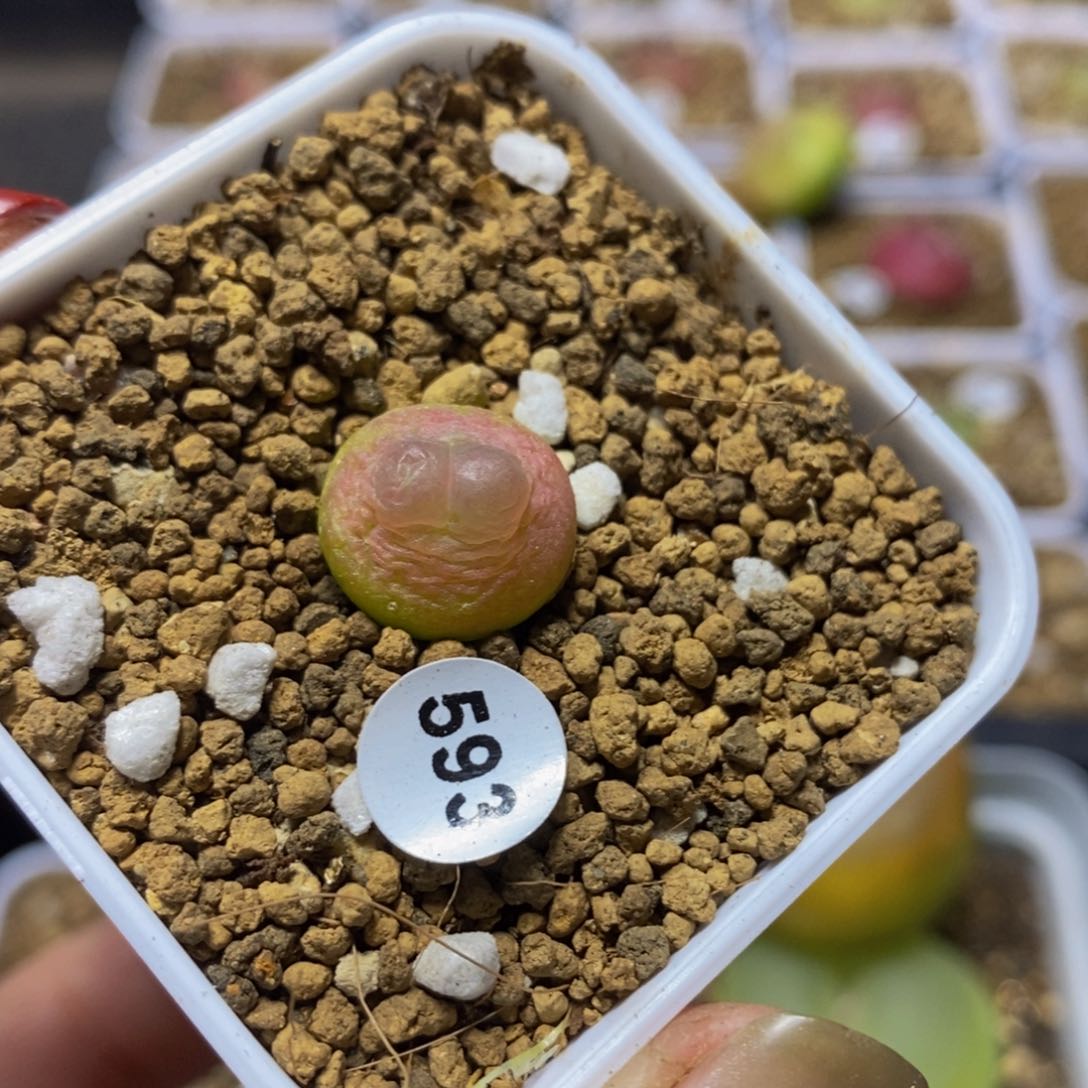 拉登1.3（瑕疵）多肉植物
