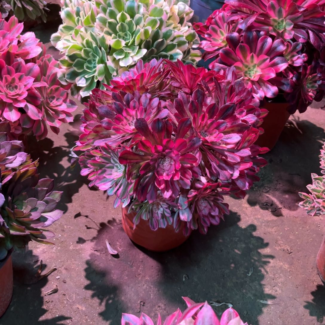 多肉植物红铜574