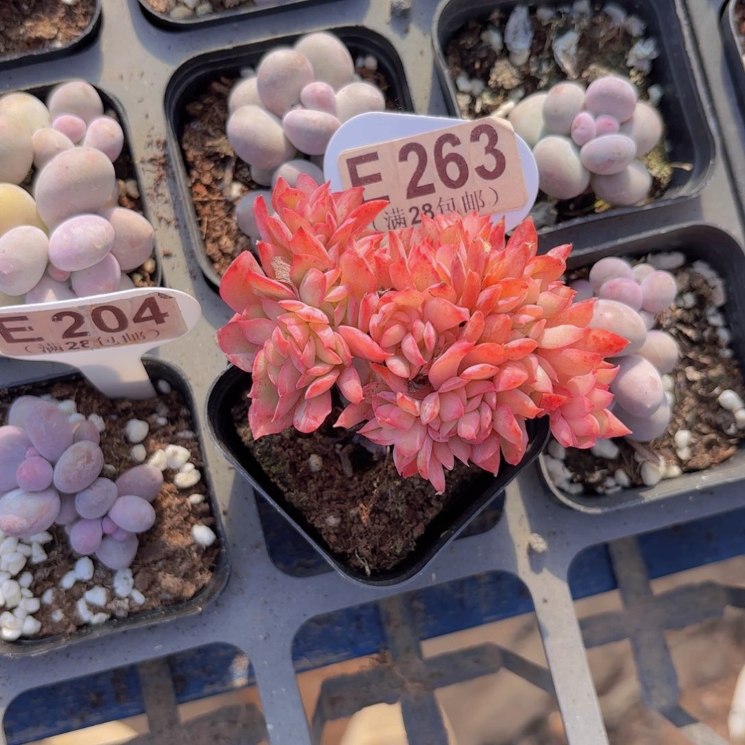 E263绮罗缀一物一拍