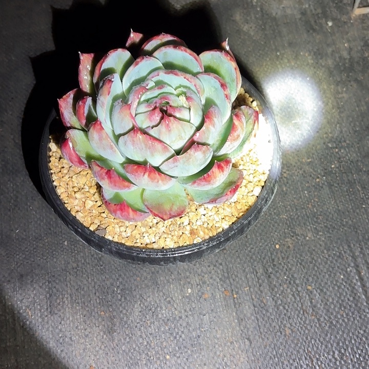 多肉植物，惊魂仙子