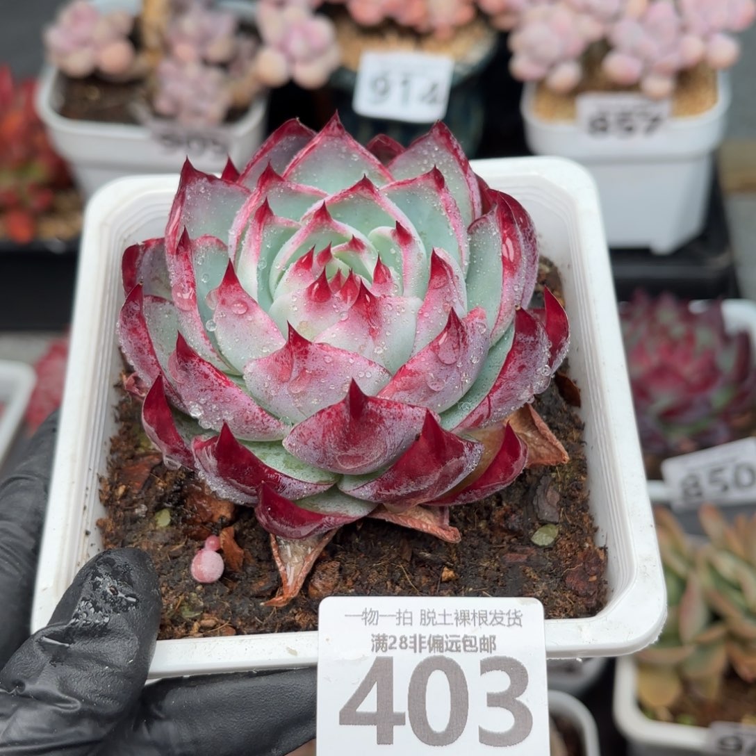 大惊鸿仙子无盆土发货