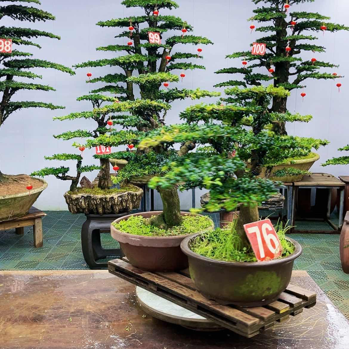 【闪购商品】罗汉松盆景艺术的发展