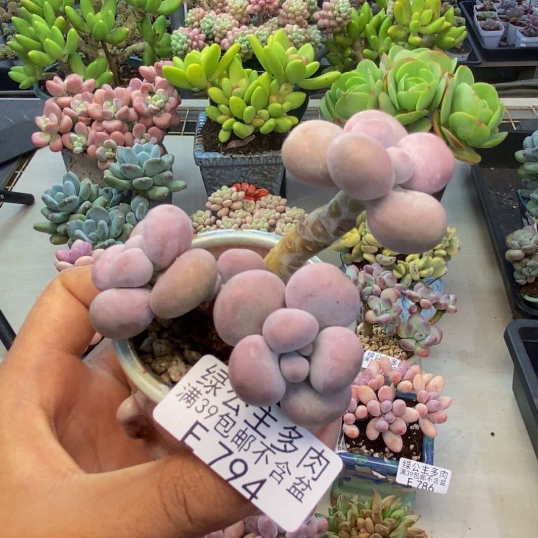 794芭比奶多肉6c m