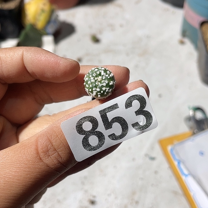 高荣兜仙人球853号