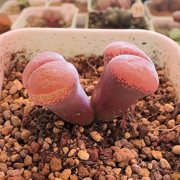 CM10双头精品母本株