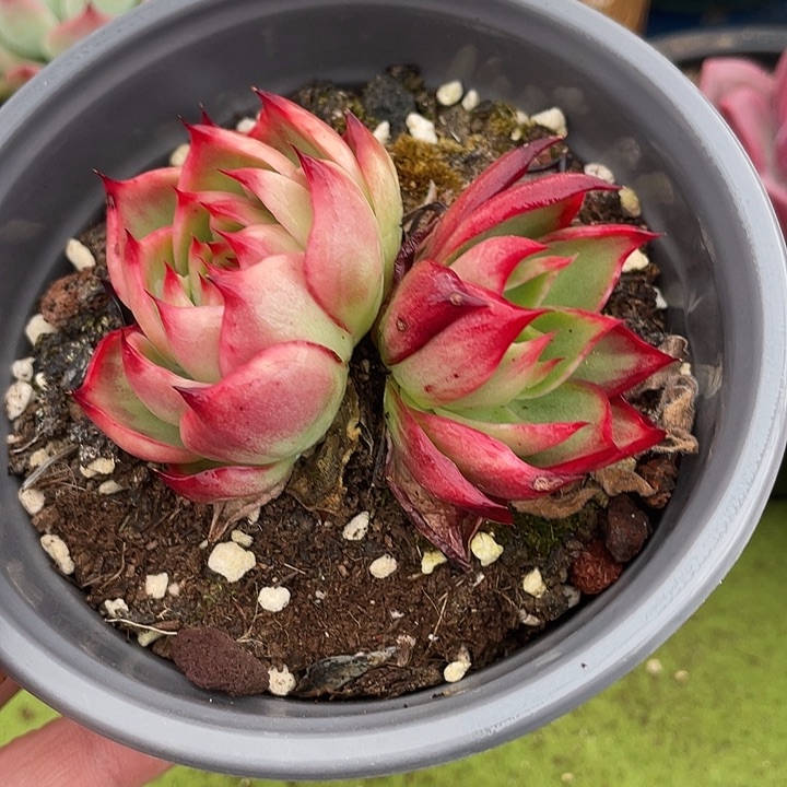 惊鸿仙子多肉植物223