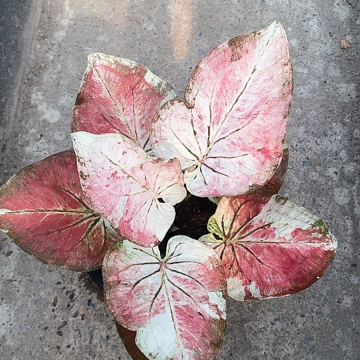 泰国彩叶 08-0203