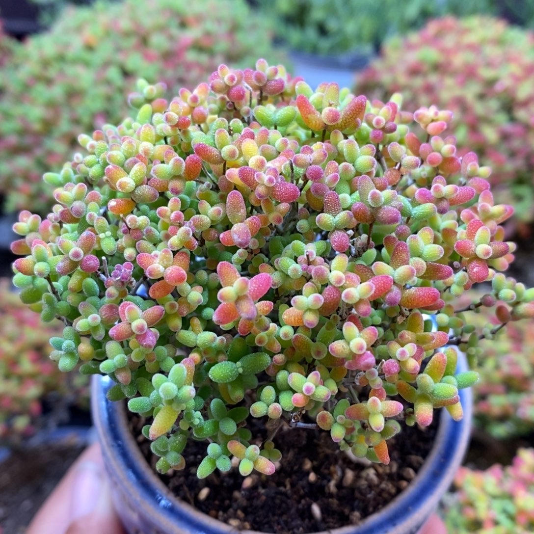 无花朵119号蜜橘糖球（带盆）