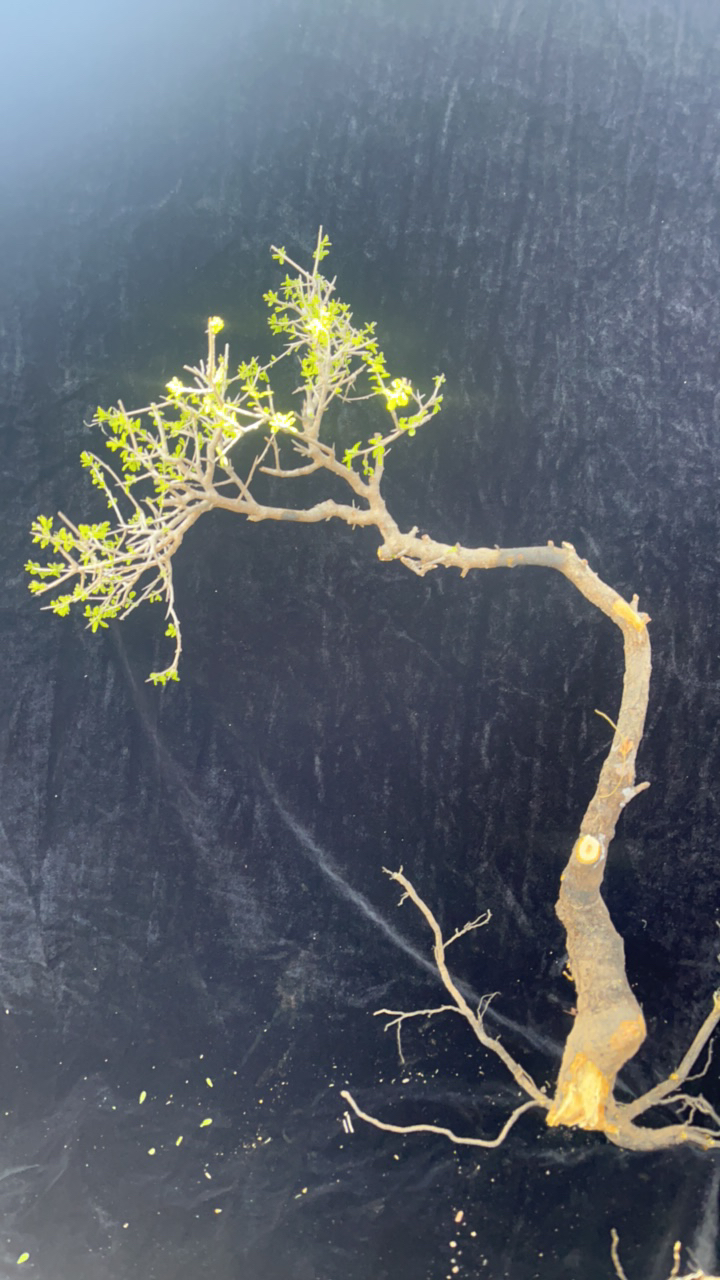 下山盆景桩老桩盆景植物、黄荆、雀梅海岛