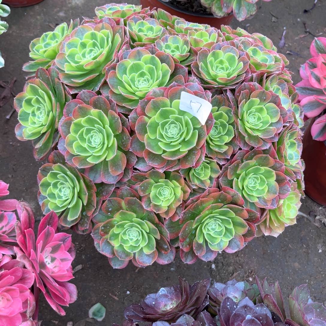 多肉植物奶白 057