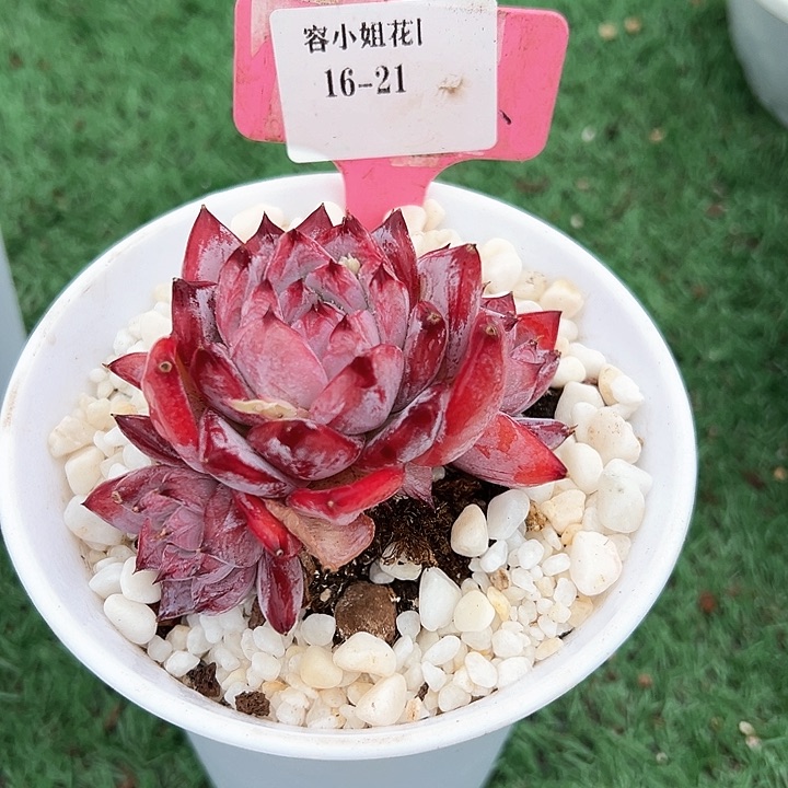 16.21黑天鹅带盆一个