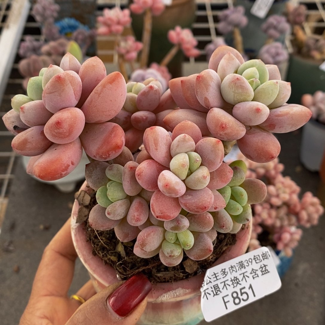 樱花洛神851/10c m