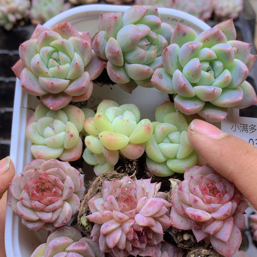 我要去看电影啦啊033