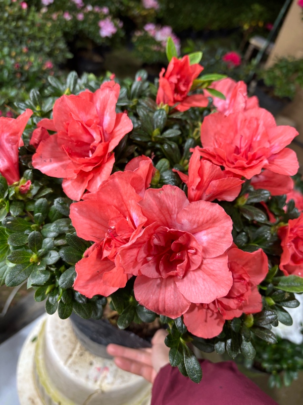 夕阳繁星，胭脂红，四季开花