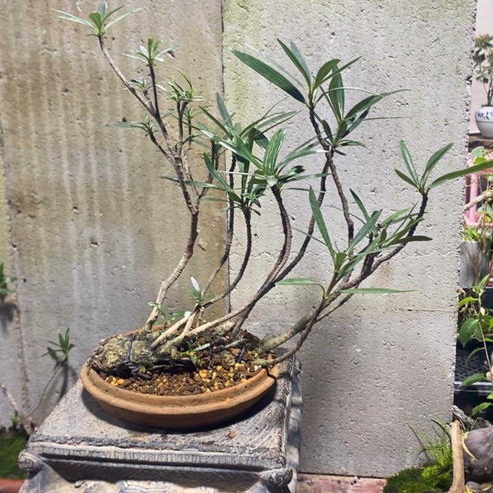 用***4以实际为准盆景绿植盆栽54