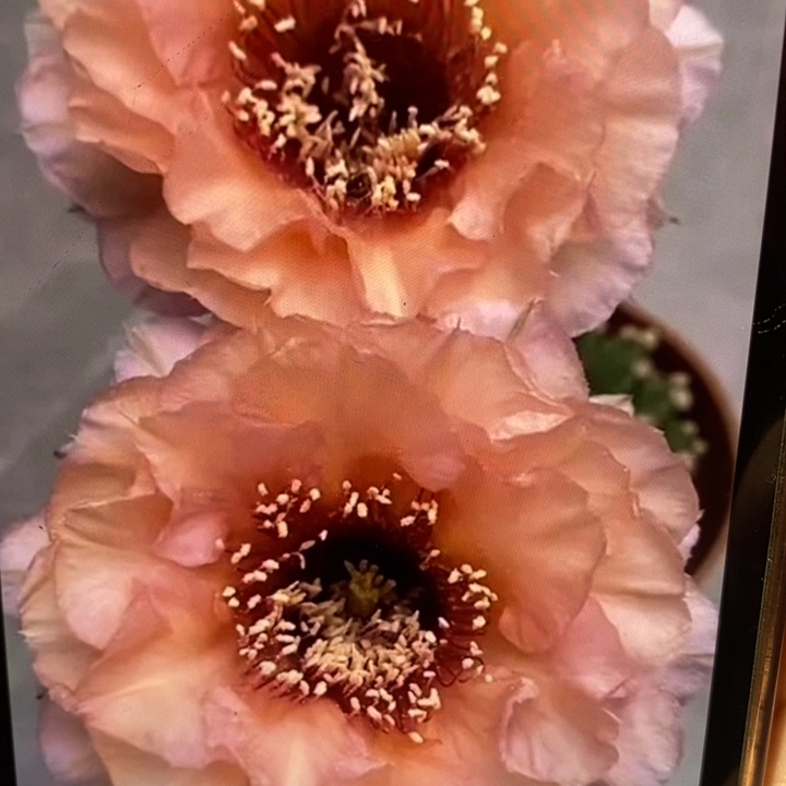 彩草新2505侧芽3公分左右