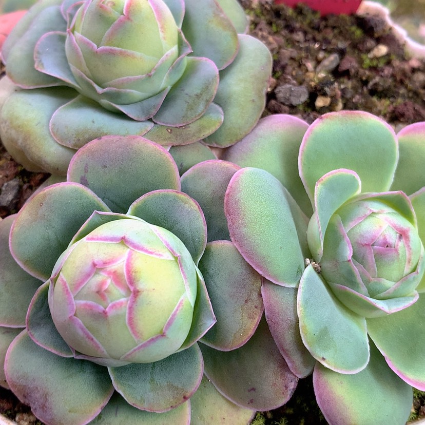 【闪购商品】330特级帕3颗